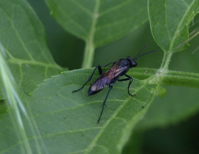 Da identificare - Macrophya annulata